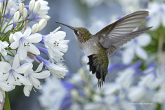 Ruby-throated Hummingbird  (1031)