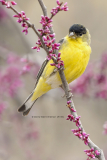 Lesser Goldfinch on Redbud  (1133)