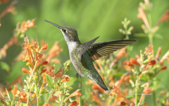 Ruby-throated Hummingbird (image 1260)