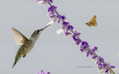 Ruby-throated Hummingbird and butterfly   (image 1709)