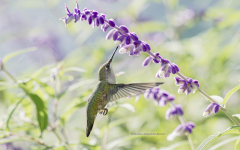 Ruby-throated Hummingbird  (image 1943)