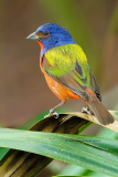 Painted Bunting  (2963)