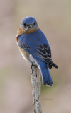 Eastern Bluebird (image 3514)