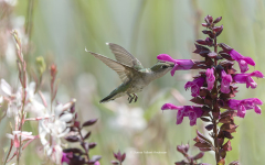 Ruby-throated Hummingbird at salvia (4273)