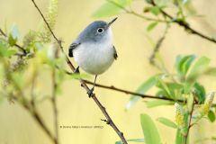 Blue Gray Gnatcatcher  (4952)