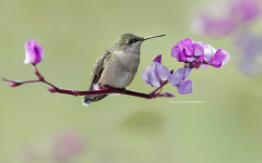 Ruby-throated Hummingbird (5461)