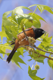 Orchard Oriole (5475)