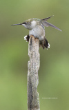 Ruby-throated Hummingbird  (image 5536)