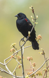 Red-winged Blackbird  (5826)