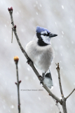 Blue Jay in snow  (5842)