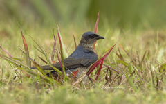 Purple Martin  (6070)