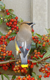 Cedar Waxwing  (6157)