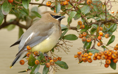 Cedar Waxwing   (6452)