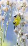 American Goldfinch feeding on thistle   (image 6652)