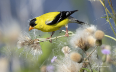American Goldfinch feeding on thistle  (image 6669)