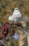Northern Mckingbird feeding on sumac berries (image 7704)