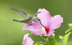 Ruby-throated Hummingbird  (8237)