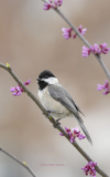 Black-capped Chickadee on Redbud  (image 8762)