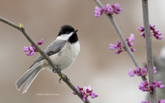 Black-capped Chickadee on Redbud (image 8844)
