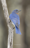 Eastern Bluebird male   (image 9024)
