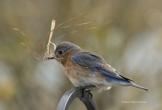 Eastern Bluebird with Nesting Material  (9155)