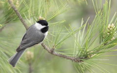 Black-capped Chickadee on pine branch   (image 9213)