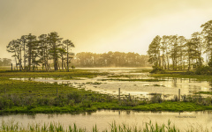 Chincoteague Evening Marsh Scene (image 1164)