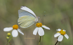 Great Southern White Butterfly  (0187)
