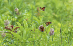 A Summer Meadow (image 0586)