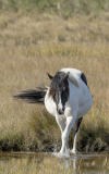 Black and White Wild Pony - Chincoteague  (image 1312)