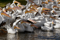American White Pelicans  (1561)