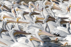 American White Pelicans  (1573)