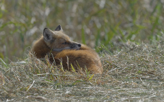 Red Fox juvenile  (1886)