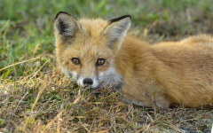Red Fox juvenile  (2611)