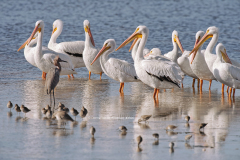 American White Pelicans on sandbar  (3506)