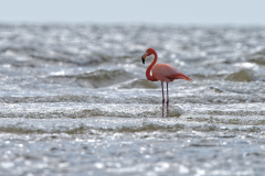 American Flamingo in Florida surf   (3855)
