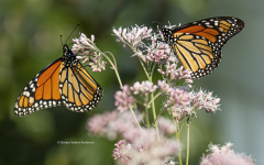 Monarch Butterflies on Japanese Joe Pye Weed  (4363)