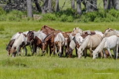 4725 Wild Pony Herd