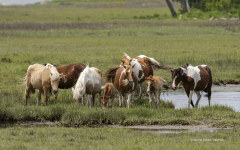 Mares and Foals - Chincoteague  (image 5480)