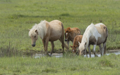 Mares with Foals - Chincoteague  (image 5513)