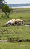 Mares and Foals - Chincoteague  (image 5523)