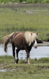 The Stallion - Chincoteague  (image 5565)