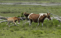 Mare with Foal - Chincoteague  (image 5582)