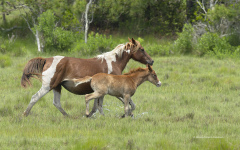 Mare with Foal running - Chincoteague  (image 5696)