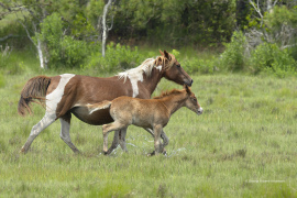 Mare with Foal running - Chincoteague  (image 5696)