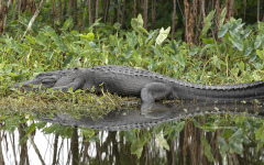 American Alligator  (6519)