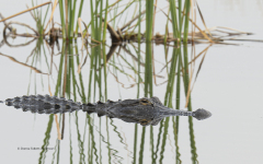 American Alligator  (6612)