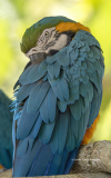 Blue and Yellow Macaw  (7755)