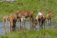 7982 Wild Ponies Mares Foals