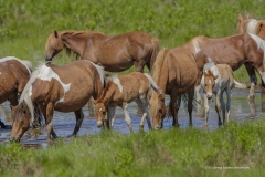 7997 Wild Ponies Mares Foals